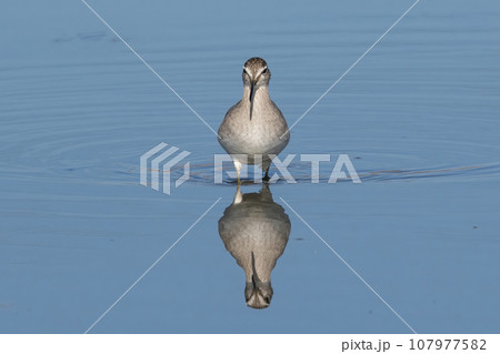 タカブシギと水面に写るその姿 107977582