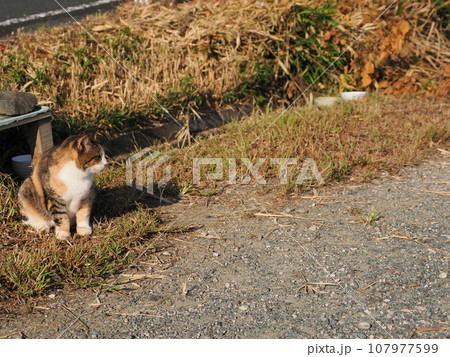 若い時はツンデレでしたが今は丸くなった三毛猫母さん 107977599