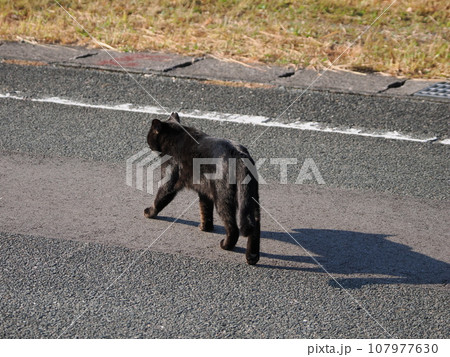 猫のいる風景 猫のいる風景 107977630