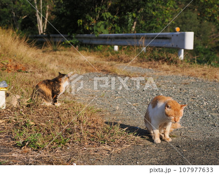 猫のいる風景 猫のいる風景 107977633