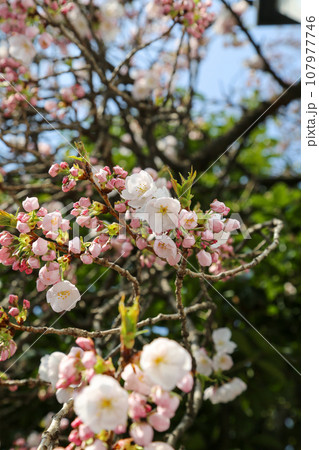 桜の蕾 107977746