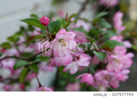 花海棠 花海棠 107977764