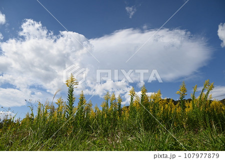 セイダカアワダチソウ 107977879