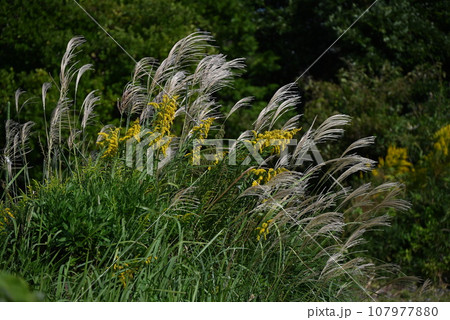 セイダカアワダチソウ 107977880