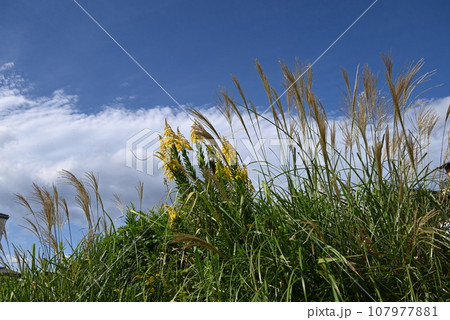 セイダカアワダチソウ 107977881