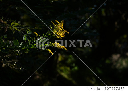 セイダカアワダチソウ 107977882