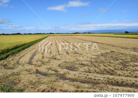 収穫後の稲株 秋の田園風景 107977900