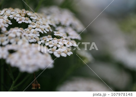 白い花 白い花 107978148
