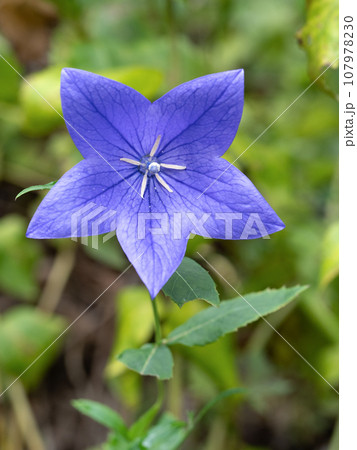 キキョウの花 107978230