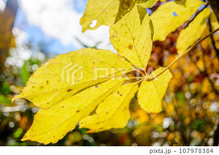 コシアブラの美しい紅葉 コシアブラの美しい紅葉 107978384