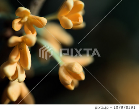 10月に咲いたキンモクセイ（金木犀）の花 107978391