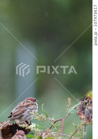 アカザの種を食べる雀 107978617