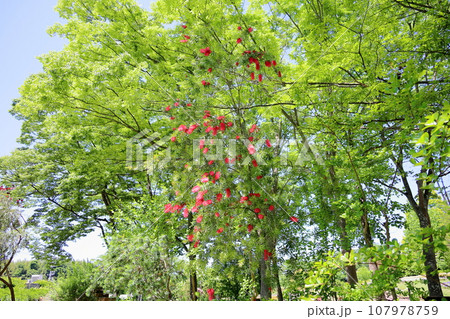 ブラシノキの花 107978759