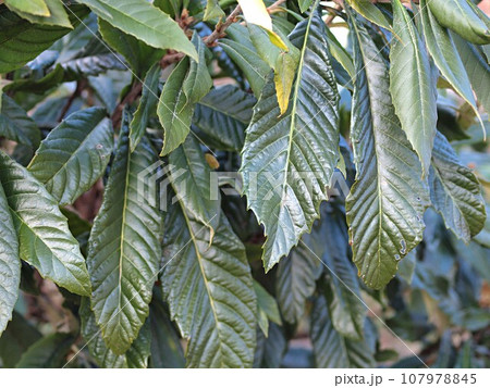 ビワの生態写真 107978845