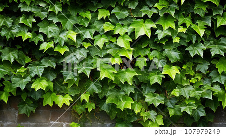 アイビー・ヘデラ　背景素材 107979249