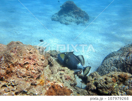 サンゴ礁のゴマモンガラ 107979268