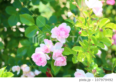 可愛いピンクのバラの花　ジャスミーナ 107979492