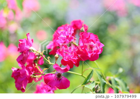 バラの花　マインミュンヘン 107979499