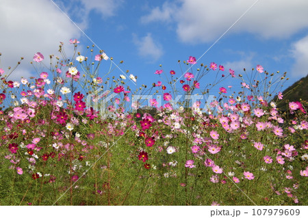 秋空に映えるコスモスの花 秋空に映えるコスモスの花 107979609