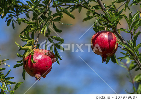 赤く実ったザクロ 赤く実ったザクロ 107979687