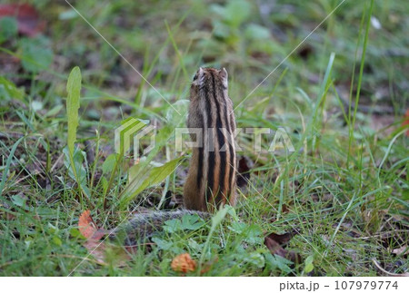 立ち上がりポーズの可愛いシマリス 立ち上がりポーズの可愛いシマリス 107979774