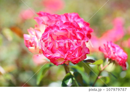 バラの花　ジュビレデュプリンスドゥモナコ 107979787