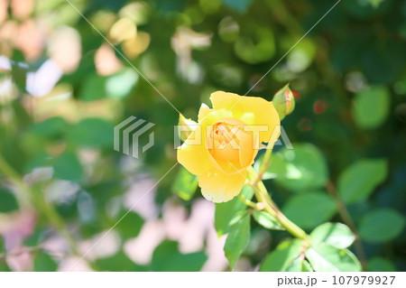 バラの花　グラハムトーマス 107979927