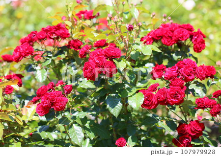 バラの花　ラバグルート 107979928