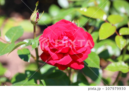 バラの花　イングリッドバーグマン 107979930
