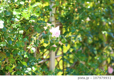 バラの花 ニュードーン バラの花 ニュードーン 107979931