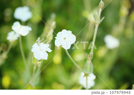 フランネルソウの花 フランネルソウの花 107979948
