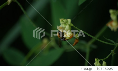 イタチササゲの蜜を吸うトラマルハナバチ 107980031