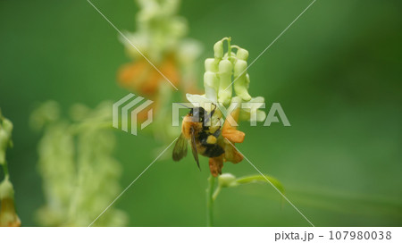 イタチササゲの蜜を吸うトラマルハナバチ 107980038