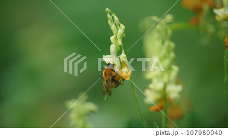 イタチササゲの蜜を吸うトラマルハナバチ イタチササゲの蜜を吸うトラマルハナバチ 107980040