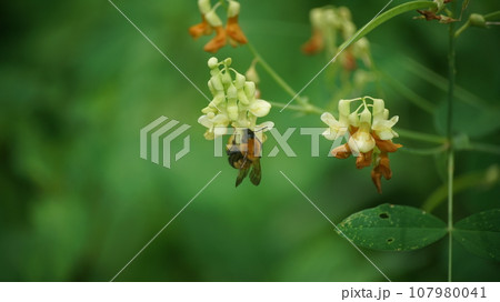 イタチササゲの蜜を吸うトラマルハナバチ イタチササゲの蜜を吸うトラマルハナバチ 107980041