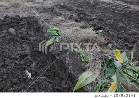 畑の土作り　土中堆肥作り 107980141