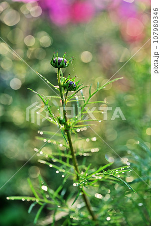 朝露輝くコスモスの蕾 朝露輝くコスモスの蕾 107980346