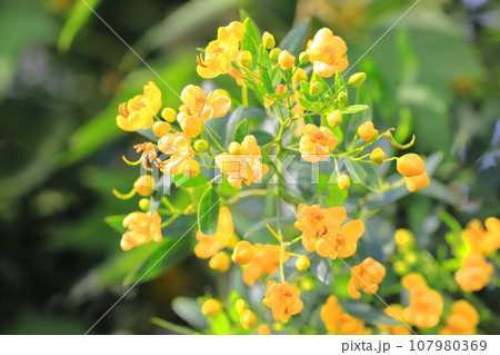 カッシア(アンデスの乙女/ 小葉のセンナ) カッシア(アンデスの乙女/ 小葉のセンナ) 107980369