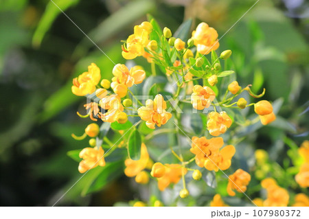 カッシア（アンデスの乙女/ 小葉のセンナ） 107980372