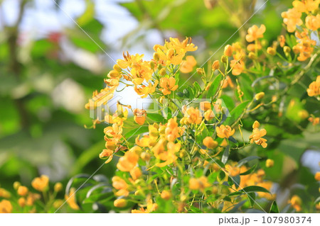 カッシア(アンデスの乙女/ 小葉のセンナ) カッシア(アンデスの乙女/ 小葉のセンナ) 107980374