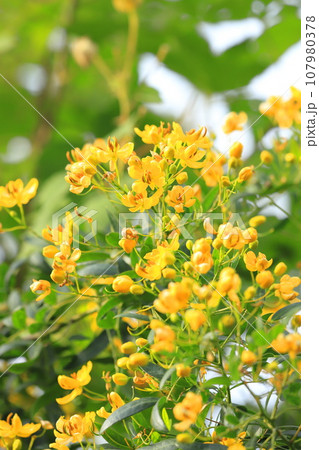 カッシア（アンデスの乙女/ 小葉のセンナ） 107980378