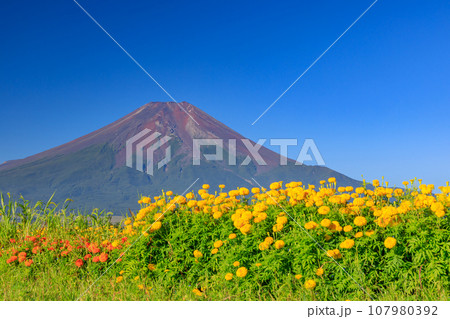 山梨_満開の花畑と富士山の絶景 107980392
