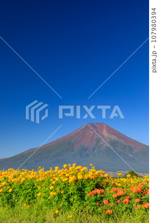 山梨_満開の花畑と富士山の絶景 107980394