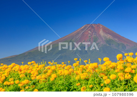 山梨_満開の花畑と富士山の絶景 107980396