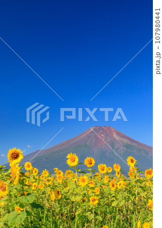 山梨_満開のヒマワリと富士山の絶景 107980441