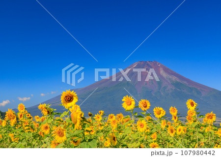 山梨_満開のヒマワリと富士山の絶景 107980442