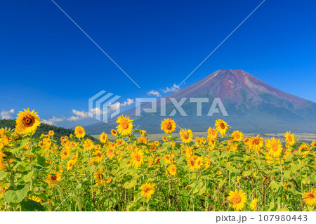 山梨_満開のヒマワリと富士山の絶景 山梨_満開のヒマワリと富士山の絶景 107980443