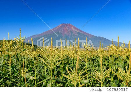 山梨_満開のトウモロコシ畑と富士山の絶景 107980557