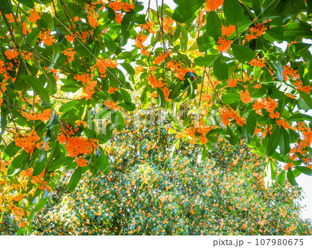 オレンジ色の金木犀の花がいっぱい オレンジ色の金木犀の花がいっぱい 107980675