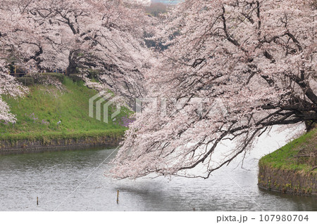 東京_桜満開の千鳥ヶ淵 東京_桜満開の千鳥ヶ淵 107980704